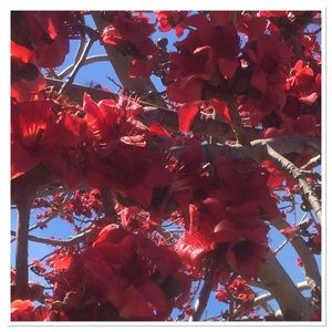 Meet your Posher, Boushra